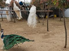 -宿豫区运河湾森林动物园