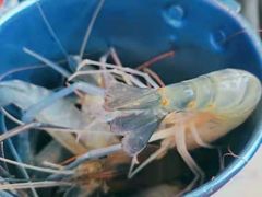 -澜悦港海鲜体验主题餐厅