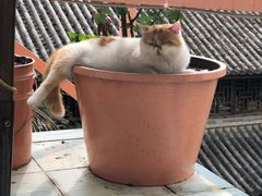 -喵屿·大理花园猫咖