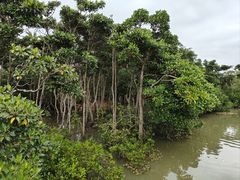 -东寨港红树林旅游区