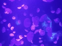 -江和美海洋公园