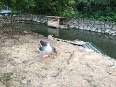 -福建鲤鱼洲酒店