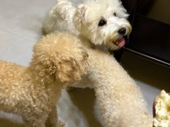 -翊宠yipet猫狗购宠庄园犬舍•猫舍