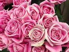 -植物学家的女儿(北马道巷店)