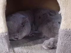 -猫小院猫主题咖啡厅(北锣店)