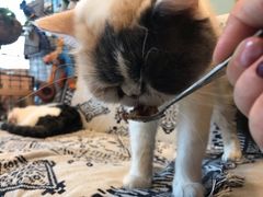 -平行世界·猫咖(首经贸店)