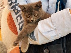 -猫咪派对(江南西店)
