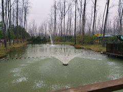 -合肥滨湖国家森林公园