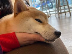 -南京Hallo宠物乐园·哈罗犬舍·柴犬繁育基地