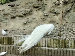 -栾川竹海野生动物园