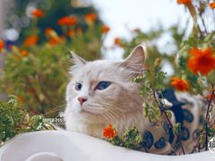 -超宠爱宠物摄影-Super pet