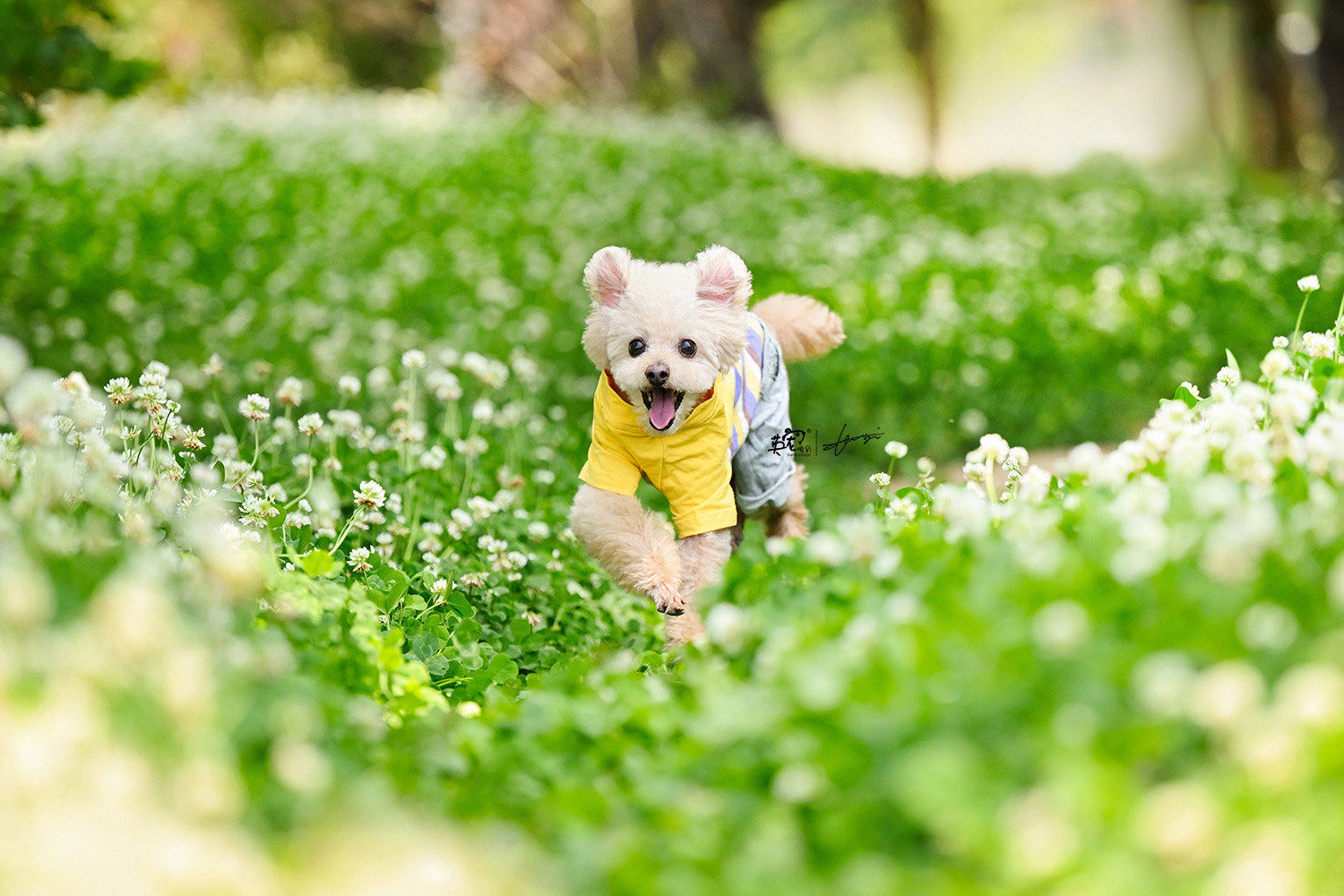 公园里的狗狗欢乐时