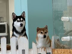 -怪兽屋·羊驼·猫咖·狗咖(俊华广场店)