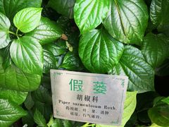-广州神农草堂中医药博物馆