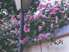 -颐和路民国时期公馆风貌区