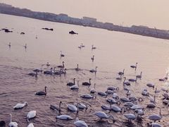-烟墩角天鹅湖