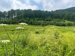 -塞罕坝国家级自然保护区