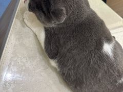 -佩兹宠物医院肿瘤专科·眼科·牙科(黄浦店)