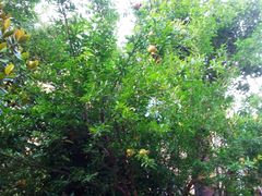 石榴挂滿树-长泰东郊御园