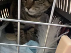 -瑞派天宁宠物医院·猫科·异宠中心