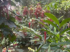-中国科学院西双版纳热带植物园