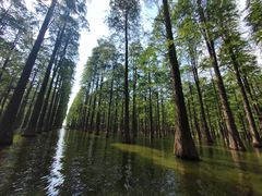 -渌洋湖湿地公园
