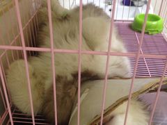 -瑞鹏宠物医院·骨科·猫科·内科(第一中心)