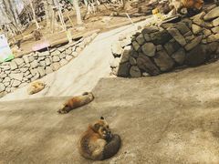 -宫城藏王狐狸村