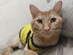 -钦宠·猫咪售卖·洗护·寄养(东圃旗舰店)