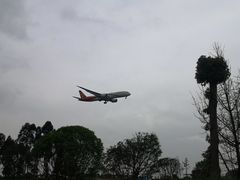 -空港花田景区