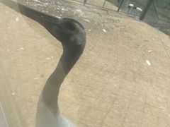 -盐城丹顶鹤湿地生态旅游区