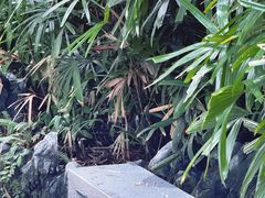 -荔枝公园(福田区)