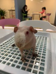 -Moni星球萌宠·小马宝莉·灵蛇·高端高阶全萌宠互动体验俱乐部(红豆国际广场店)