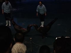 -烟台海昌鲸鲨海洋公园