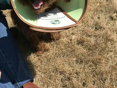 -菲丽丝宠物医院·24小时·猫科中心·免疫点(淮海分院)