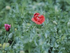 -国家植物园南园