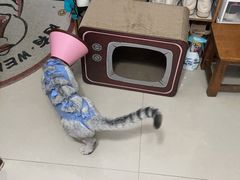 -关爱宠物医院·猫科中心·消化科(滨湖万达分院)