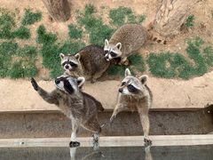 -石家庄市动物园