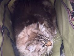 -中农国际动物医院24小时·猫科·骨科·急重症中心