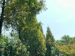 -合肥滨湖国家森林公园