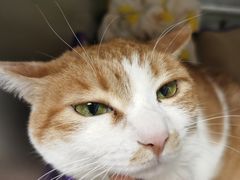 -纳吉亚猫专科动物诊疗中心(蒋宅口分院)