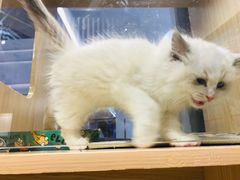 -屋虎猫馆(宝安大仟里店)