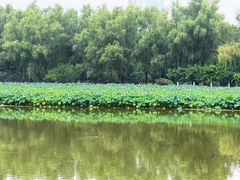 -莲花池公园