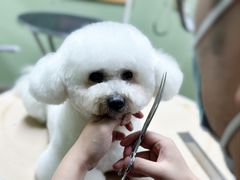 -鑫艺宠物美容培训学校