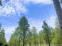 -黄海国家森林公园