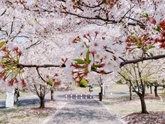 -顾村公园