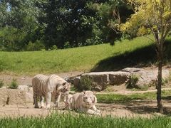 -北京野生动物园