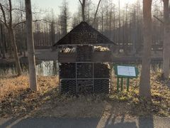 -泗洪洪泽湖湿地景区