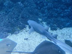 -海合安青岛极地海洋公园