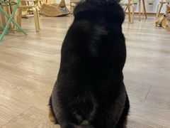 -柴迷FANS CLUB·柴犬狗咖·猫咖